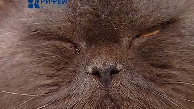 Ноев Ковчег смотреть онлайн