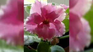 60 ФОТО ФИАЛОК С НАЗВАНИЯМИ СОРТОВ.