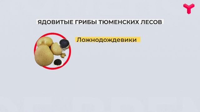 В грибу видал смотреть онлайн