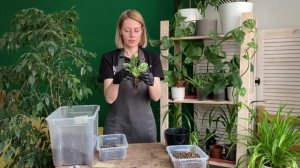 Лёгкая пересадка эпипремнума