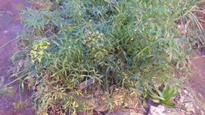 Критмум морской (лат. Strandfennikel, лат. Crithmum maritimum), ботанический сад г. Орхус, Дания