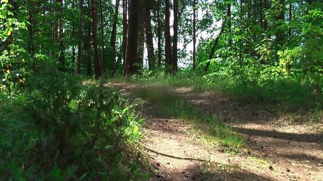 Беловежская пуща (Атамановские луга) смотреть онлайн