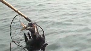 9. 3 баклана выловили большого карпа