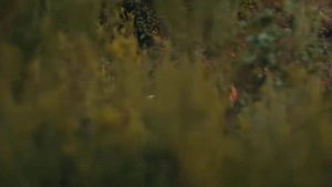 Hukmdor Usmon 2 qism Uzbek tilida ? #kurulusosman #osman #series #youtube #hukmdorusmon #uzbekistan