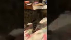 Most Boring Video of Savannah F5 Cat JoJo