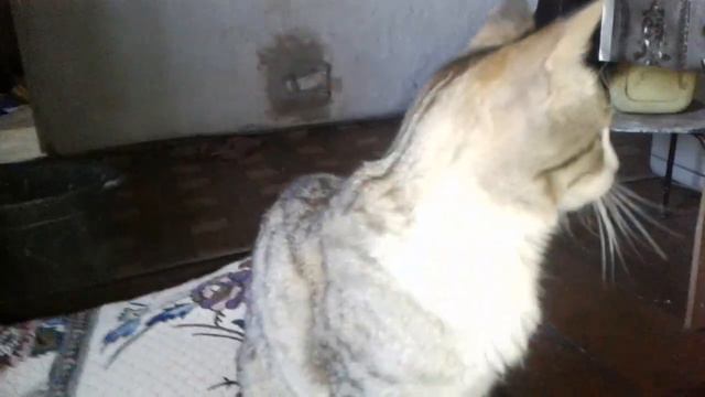 Всему своё время близится вечер и начинается активная жизнь котов смотреть онлайн