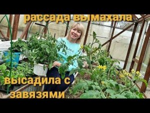 Высадила рассаду томатов уже С ЗАВЯЗЯМИ.ПЕРЕЦ ВЫМАХАЛ дома.Перевозим на дачу