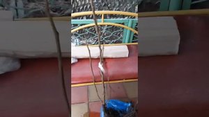 саженцы из orangeisland   сад без проблем хурма Фую инжир Блэк джек и Неопалитанский