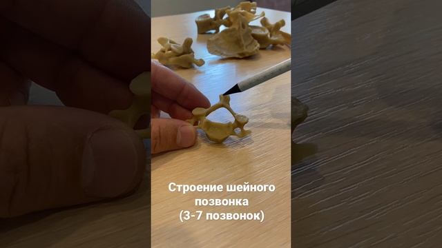 Строение шейного позвонка (3-7 позвонки) смотреть онлайн