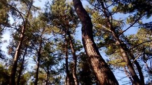 Территория лагеря Нива г.Геленджик