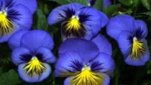 #VIOLA , #VIOLA #TRICOLOR , #VIOLACEAE , #ФИАЛКА #ТРЕХЦВЕТНАЯ , #ЛЕЧЕБНЫЕ #СВОЙСТВА