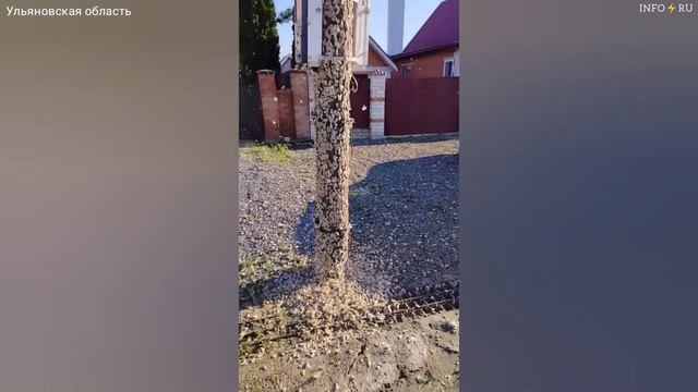 Невероятное количество шелкопряда уничтожает растительность в Ульяновской области смотреть онлайн