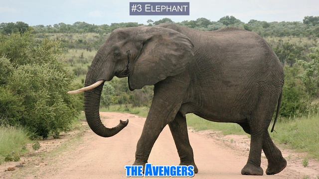 Animals Vs. Zombies: Who Can Win?? смотреть онлайн