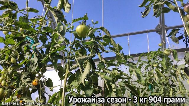 Помидор Бычки Черные. Хороший сорт томата от Виталия Алиферова #томат #помидор #сортатоматов