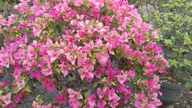 Bougenville Inport Jenis Red September Bunganya Sudah Rimbun sekali смотреть онлайн
