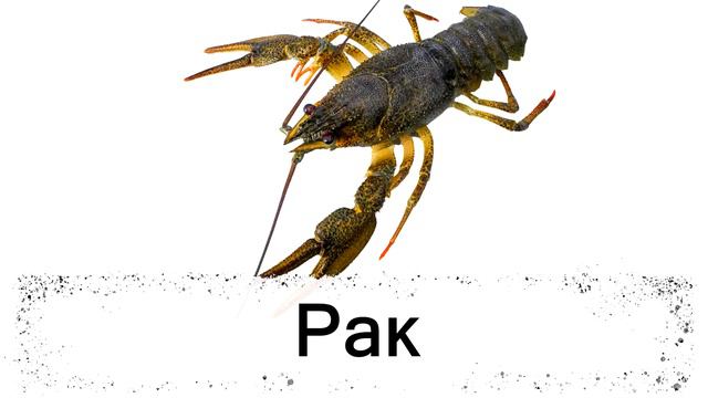 Читаємо букву Р по складах правильно смотреть онлайн