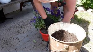 Спорный вопрос: сколько сажать петуний в один горшок?