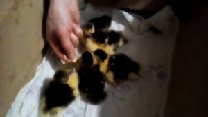 Кормление однодневных индоутят с первого дня жизни.