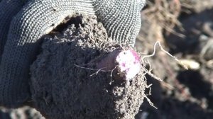 Фиолетовый батат. Сорт Перпл.