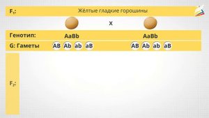 Дигибридное скрещивание. Третий закон Менделя
