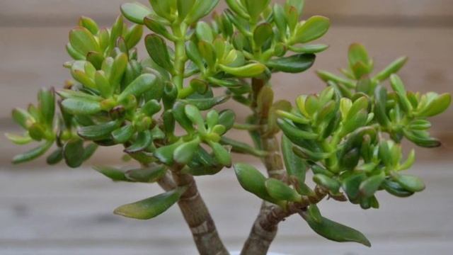 У многих дома есть ДЕНЕЖНОЕ ДЕРЕВО! Оно содержит МЫШЬЯК? Но не знают о пользе этого растения!!! смотреть онлайн