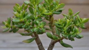 У многих дома есть ДЕНЕЖНОЕ ДЕРЕВО! Оно содержит МЫШЬЯК? Но не знают о пользе этого растения!!!