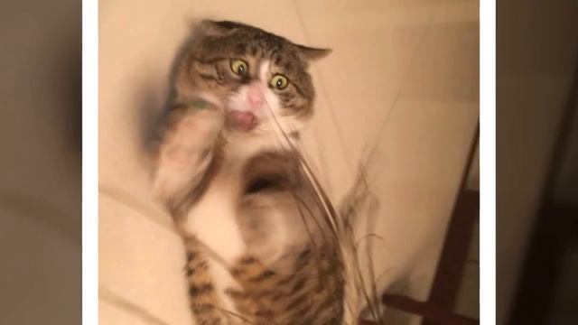 Само очарование – кот, котрого хотел бы себе в питомцы каждый! Полный восторг! смотреть онлайн