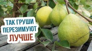 Как ФОРМИРОВАТЬ ГРУШИ СТЛАНЦЕМ В СИБИРИ? Сорта груш для выращивания в Сибири