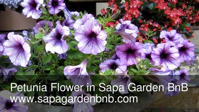 Petunia Flower in Sapa Garden BnB www.sapagardenbnb.com смотреть онлайн