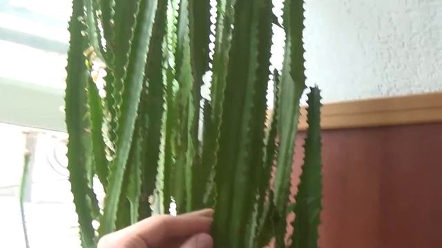 Огромный кактус в комнате смотреть онлайн