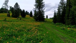 В поисках рая.Природа Хакасии.Жарки