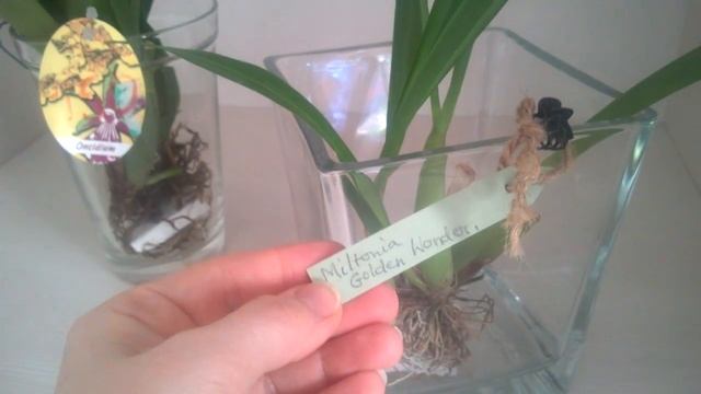 Miltonia Castanae and Goodale Moir. Мои мильтонии. смотреть онлайн