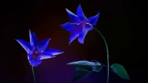 David Arnold (Feat Iggy Pop) - We Have All The Time In The World.avi