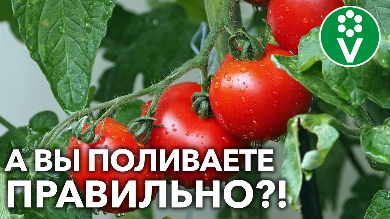 ПОЛИВАЙТЕ ТОМАТЫ ТОЛЬКО ТАК и растениям хватит влаги на всё!