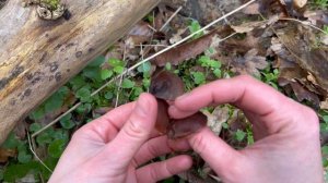 Wood Garlic, Wild Garlic, Bear´s Garlic, Bärlauch, дикий чеснок, черемша