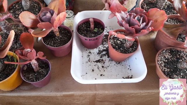 Echeverias Rulosas/ Cuidados/Reproducción/ Decapitación смотреть онлайн