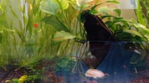 30 литровый аквариум | Пересадила валлиснерию | Красные пецилии