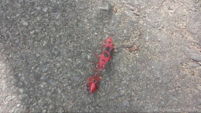 КЛОПЫ КАННИБАЛЫ красноклопы красные солдатики the FIREBUG CANNIBALS Pyrrhocoris apterus смотреть онлайн