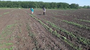Прополка  арбуза 01.06.2019