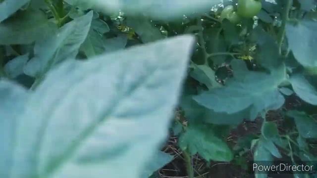 Огурцы и томаты в одной теплице на 30 июня 2021 года / Моя любимая Дача. смотреть онлайн