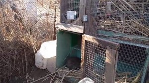 Можно ли кормить кроликов камышом?