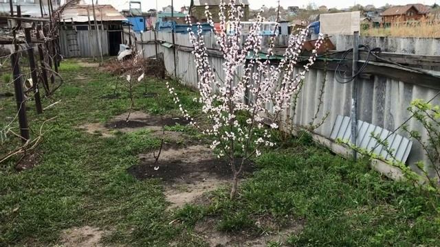 Абрикосы Академик, Саратовский Рубин, Бай-Левицкого и другие смотреть онлайн