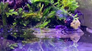 Видео аквариума с крабом