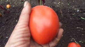 СИБИРСКИЙ ТОМАТ РУБИНОВЫЙ КУБОК. Ольга Чернова.