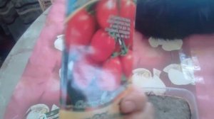 Посадка семян Помидор КЛУША и ЧИО - ЧИО- САН часть 1 08 02 2019г