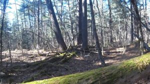 ОХОТА НА КАБАНА В ТАЙГЕ ДАЛЬНЕГО ВОСТОКА.