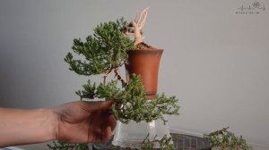 БОНСАЙ из МОЖЖЕВЕЛЬНИКА | Juniper bonsai (procumbens nana). Садовый материал. | Nursery material.