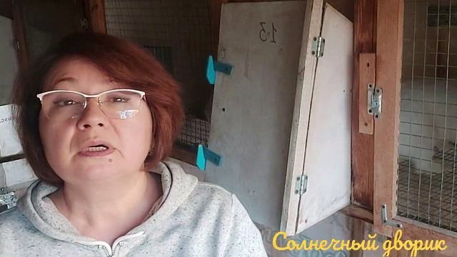 Чем кормить кроликов для быстрого роста. Мой опыт кормления промышленным комбикормом и домашним. смотреть онлайн