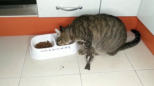 Как правильно кормить домашнего кота смотреть онлайн