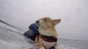 Пёс-сёрфингист